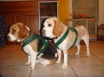 Schmidt-Beagles